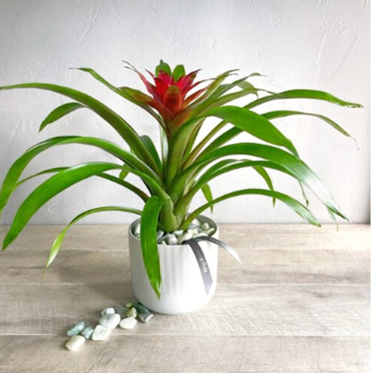 Bromeliad Plant