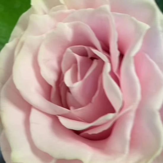 Premium Long Stemmed Roses