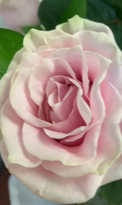 Premium Long Stemmed Roses